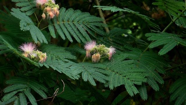11930348_1920_1080_30fps
