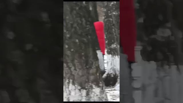 жиза