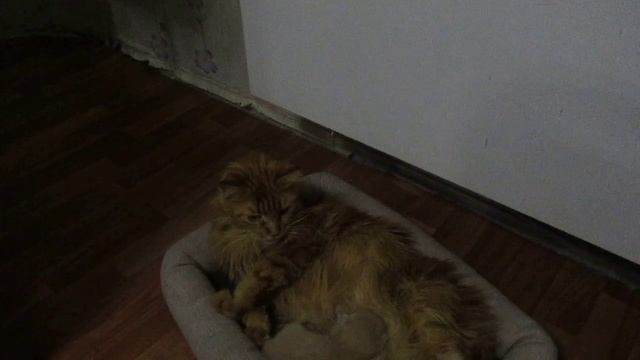 мэйн-кун котёнок11дней открыл глаза