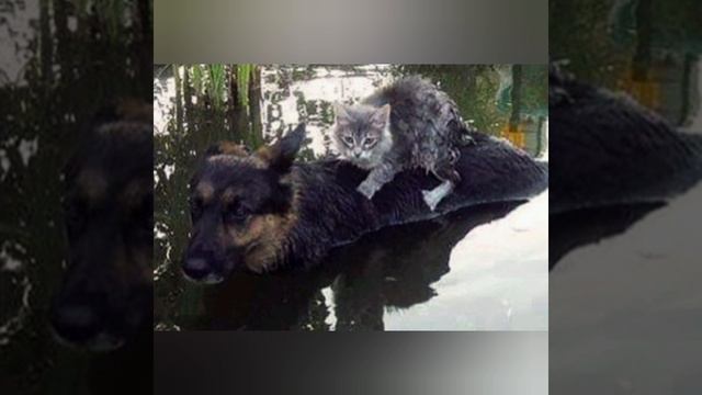 Друг в беде не бросит....