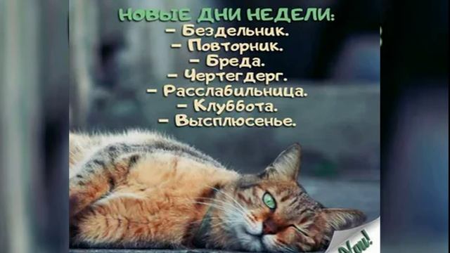 Юмор! Позитивного   Понедельника  Позитивного Настроения На Всю Неделю