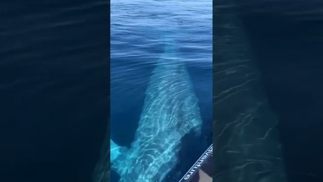 Завораживающая встреча с самым большим животным на планете 🐋