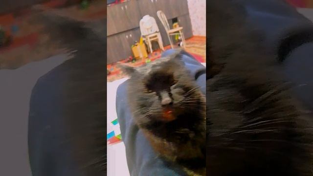 кот кошара