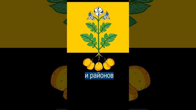 Флаг США проиграл Забайкальскому манулу