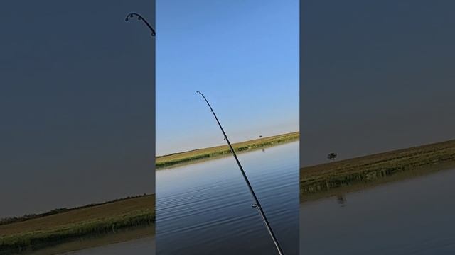 Окунь сопротивляется как большой. #рыбалка #окунь #fishing