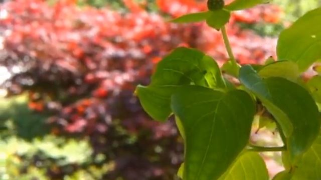 Linz, Botanischer Garten , Teil 1