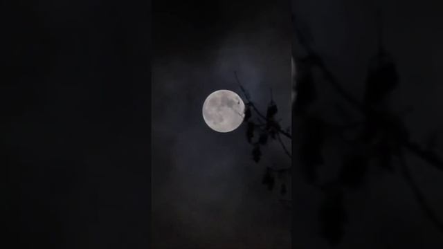 🌕Бобровая Луна взошла над  Москвой🌕