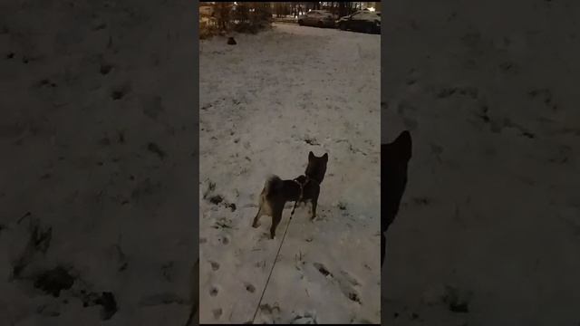 VID-20241115-WA0001.mp4