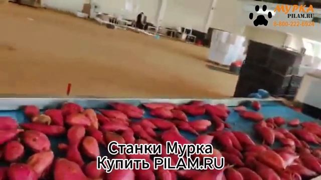 Мурка Машина для мытья овощей и фруктов  WA-2000  pilam.ru