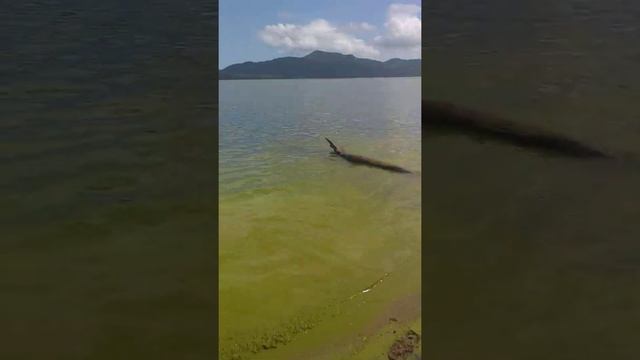 20201123 144738 cobrando responsabilidade alga colonial Botryococcus sp