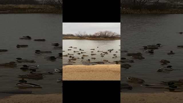 Утки