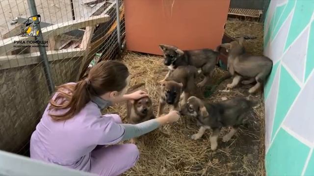 Классные щенки ищут дома! И просят вашей поддержки в этом деле!