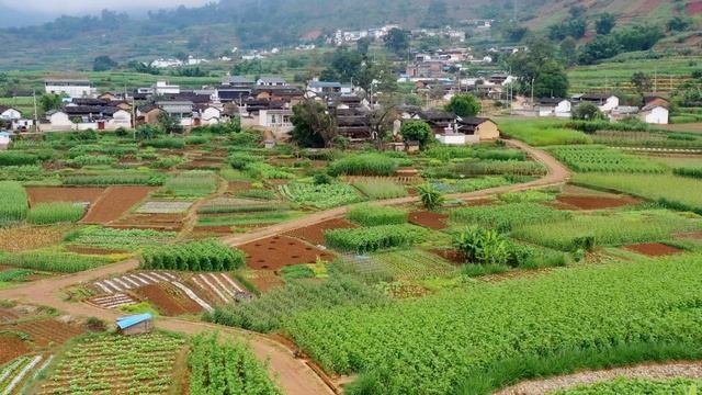 云南牛味百态牛肚麻辣火锅的灵魂食材滇西小哥