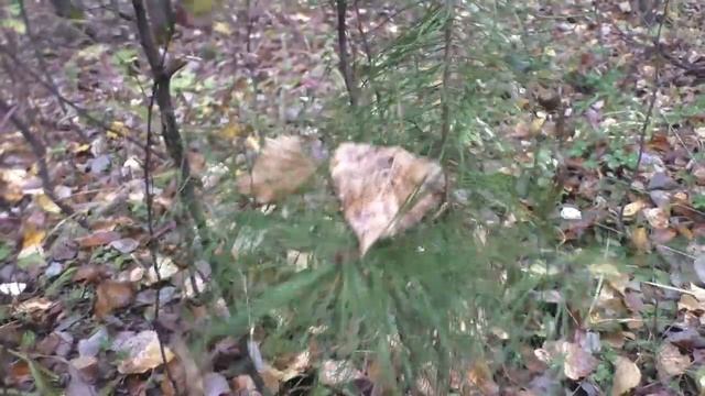 Экстримальная поездка за грибами