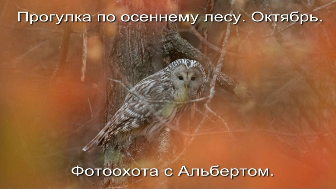 Фотоохота с Альбертом. Прогулка по осеннему лесу. Октябрь.