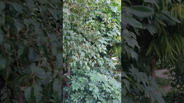 Тропики в Ботаническом саду.Волжский.