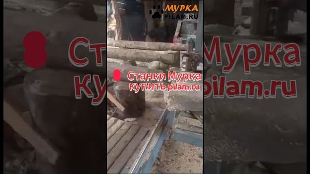 Мурка MTJ50, 4-х пильная вертикальная дисковая пилорама купить на pilam.ru