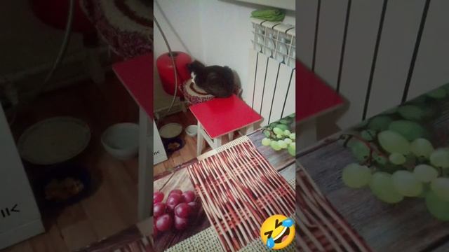 Кошка и Картошка ужин