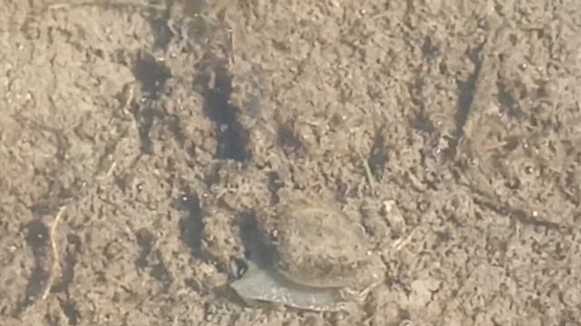 Посмотрите как улитка ползёт под водой.