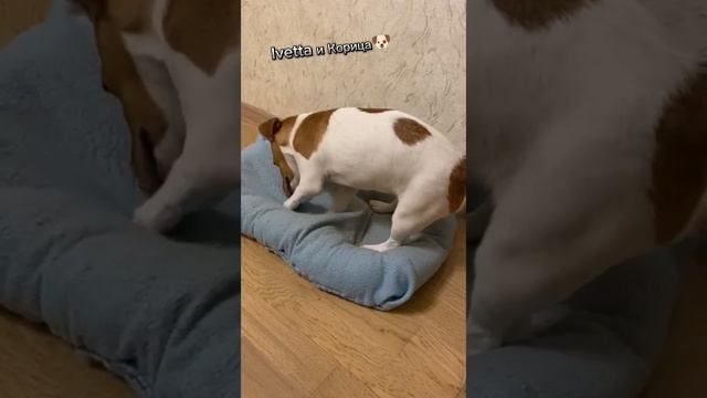 😂😂😂 Корица роет свою лежанку
