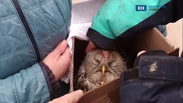 В Калужской области спасли сбитую сову