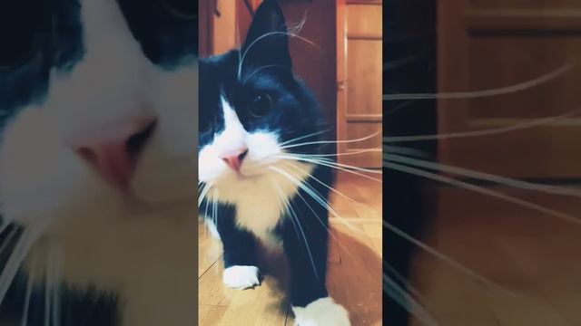охота кота на твою психику #кошки #cat #кошка #cats #кот #котики #животные #котята #котенок #коты