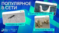 "Ямал-Медиа" продолжает обозревать главные тренды в интернете