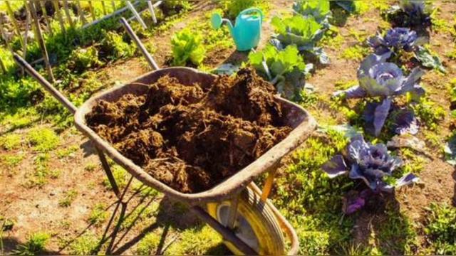 ТОП-5 самых вредных органических удобрений: советы по применению и альтернативы