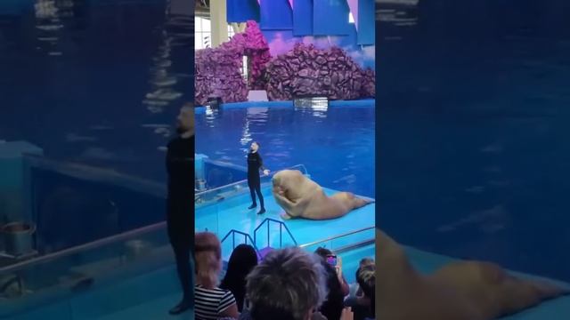 Дельфинарий. Морж Миша