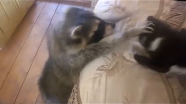 Дайте мне кота! (Енот и кот)