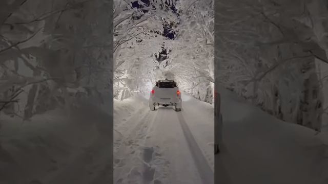 Какая красота по лесной дорожке