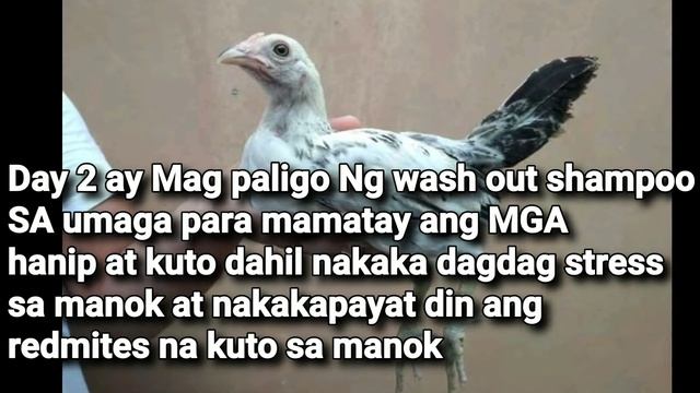 7days Lang para palakihin ang katawan Ng manok natin semi-precon