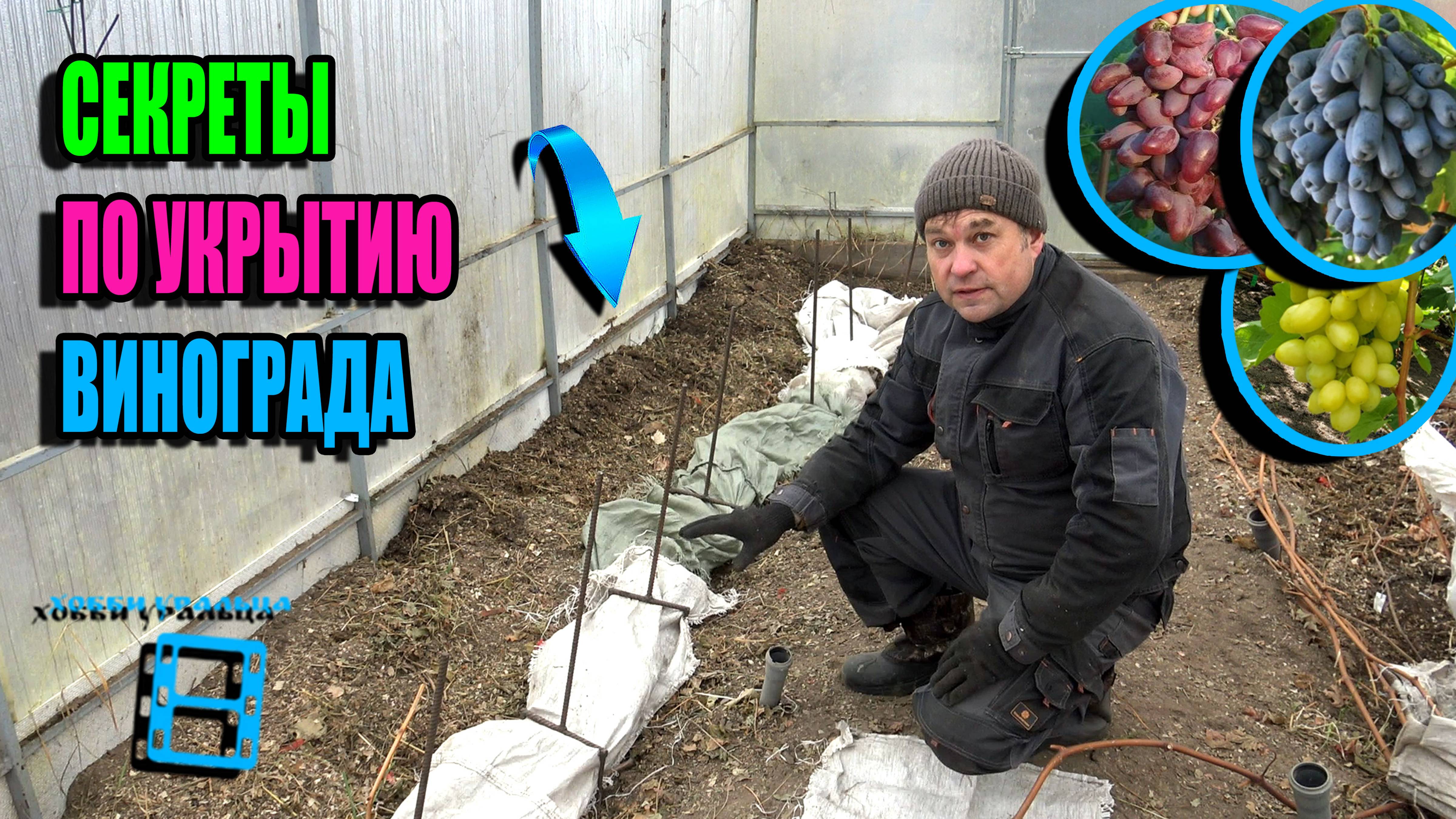 ВСЕ СЕКРЕТЫ ПО УКРЫТИЮ ВИНОГРАДА НА ЗИМУ, СУПЕР ДЛЯ ЮГА И ДЛЯ СЕВЕРА. СЕВЕРНЫЙ ВИНОГРАДНИК 24-34