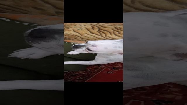 Бульдожка