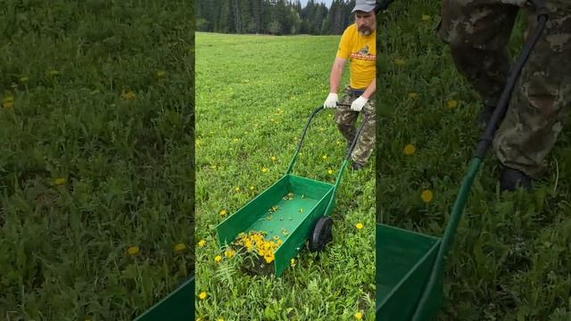 Собираем одуванчики