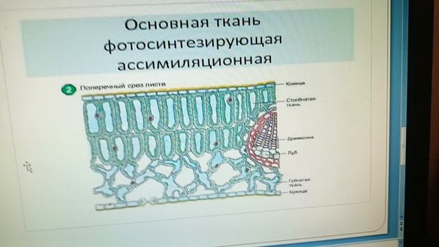 Биология 5 класс. Тема урока: Ткини растений и животных.