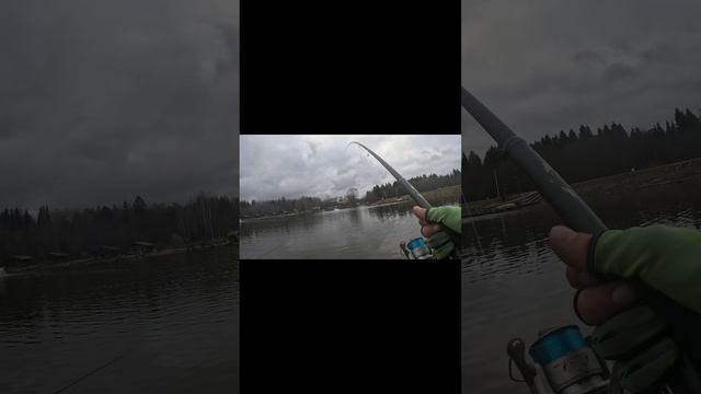 #форель на донку