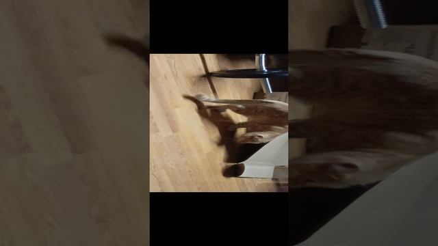 продолжение первая мыш