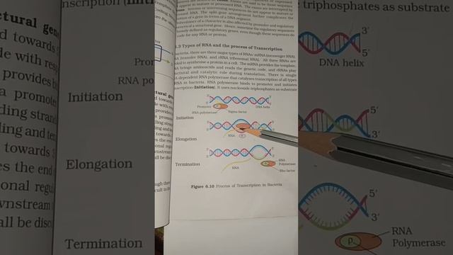 Transcription in Bacteria #Trancription #DNA #PUCsecondyear