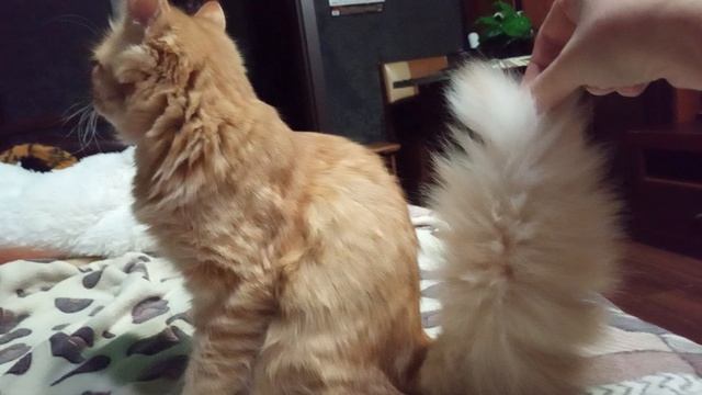 Шикарный хвост!!!