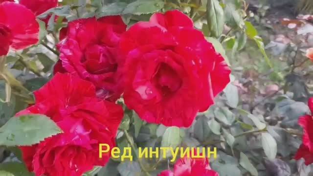 Розы -5 самых красивых и обильно цветущих в моем саду в этом сезоне!.mp4