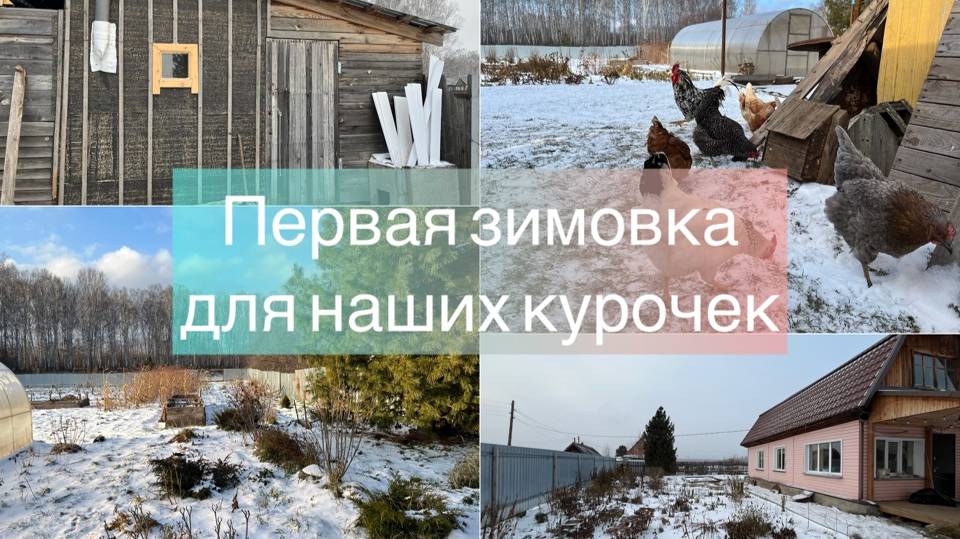Первая зимовка для наших курочек