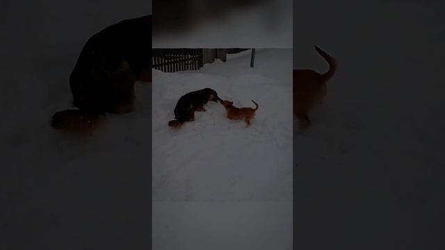 малышка🤎 и собака моей подруги 🧡