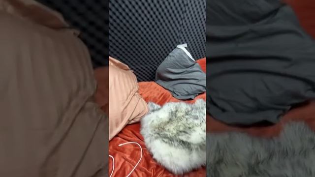 Дмитрий Солдатов