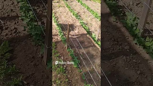 Выращивание зелёного горошка.mp4