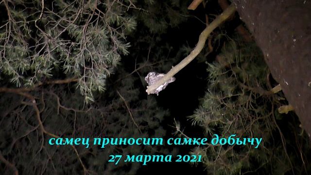 Мохноногий сыч 8 Тихая тактика