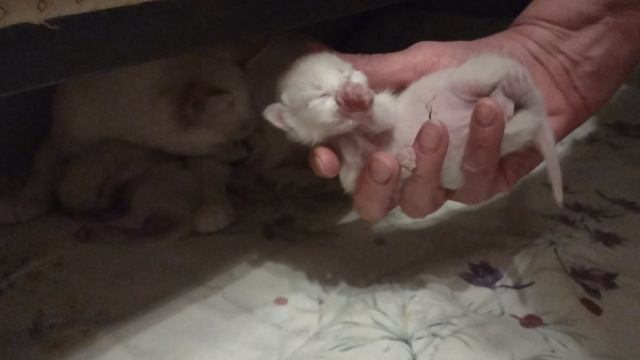 Показываю, как я делаю массаж котенку с гипертонусом мышц