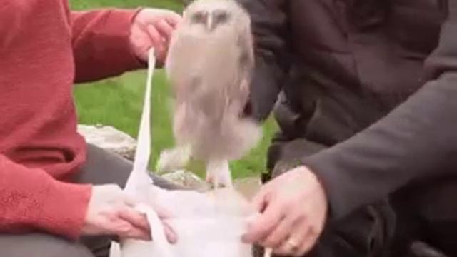 VID-20241116-WA0028.mp4