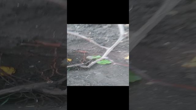 VID_20241116_160436