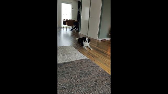 Finn de hond zegt mama om te wandelen